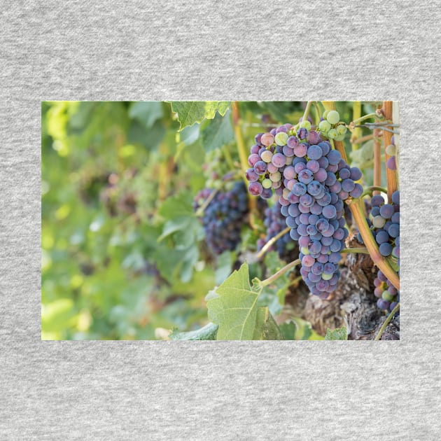 Okanagan Vineyard Red Wine Grapes by Amy-K-Mitchell